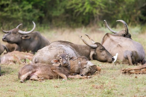 Water buffalo (Bubalus arnee) in Yala Natioal Park, Southern Province, Sri Lanka, Asia
