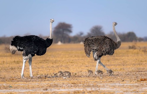 Common ostrich (Struthio camelus), adult female and male with young, chicks, animal family, African