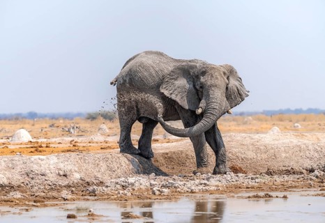 African elephant (Loxodonta africana), bathing at a waterhole, splashing water with its trunk, Nxai
