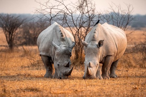 Southern white rhinoceros (Ceratotherium simum simum), two rhinos grazing in the evening light,