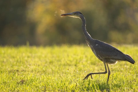 Grey heron (Ardea cinerea), animal portrait, backlight, Rosensteinpark, Stuttgart,