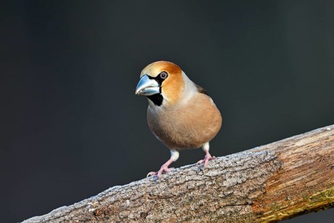 Hawfinch (Coccothraustes coccothraustes), male, Dingdener Heide nature reserve, North