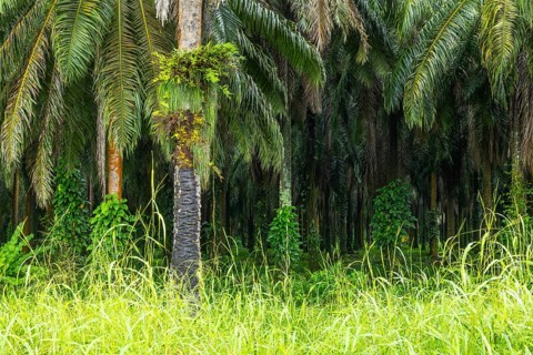 Oil palm (Elaeis guineensis), plantation, Sierpe, Puentarenas, Costa Rica, Central America