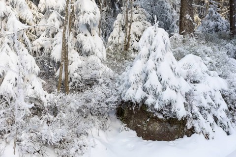 Enchanting winter forest on the Auersberg, Eibenstock, Erzgebirge, Saxony, Germany, Europe