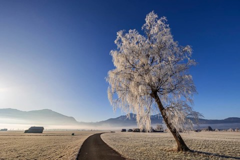 Tree, birch, hoarfrost, fog, path, sunny, mountain landscape, winter, Loisach-Lake Kochel moor,