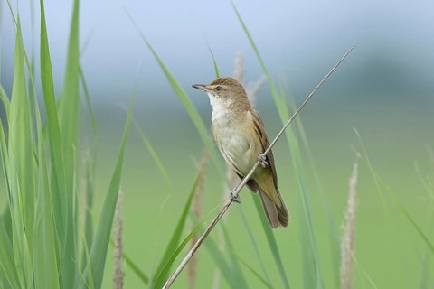Great Reed Warbler (Acrocephalus arundinaceus), singing, twittering, sitting on a reed stalk in a