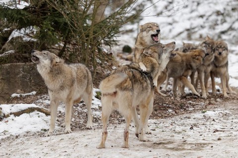 A pack of grey wolves (Canis lupus lupus) stands howling on a snow-covered meadow on a cold, cloudy