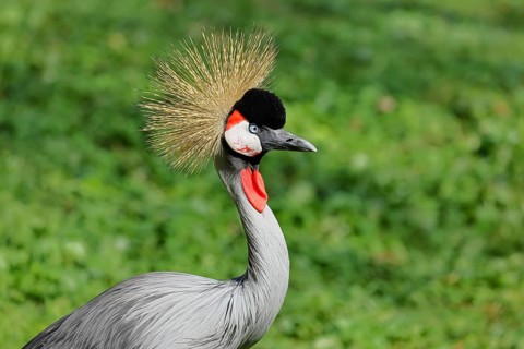 Crowned Crane (Balearica pavonina), portrait, captive, Herborn-Uckersdorf Zoo, Hesse, Germany,
