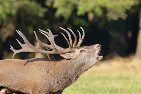 Red deer (Cervus elaphus) during the rutting season, a capital stag roaring in a forest clearing,