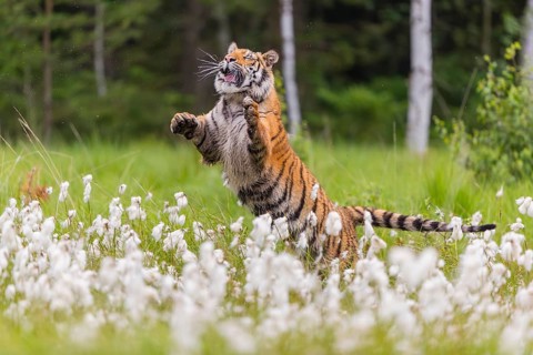 One young female Siberian Tiger, Panthera tigris altaica, jumping up on a meadow of tall fresh