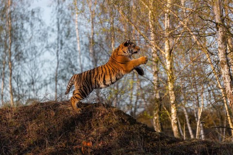 One young female Siberian Tiger, Panthera tigris altaica, running thru a birch tree forest. Hunting
