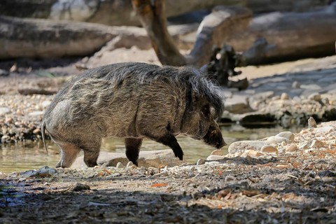 Visayas warty pig (Sus cebifrons), adult, at the water, foraging, Philippines, Asia