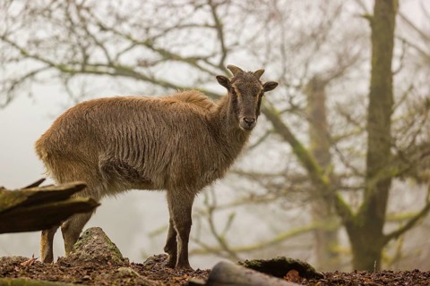 A female Himalayan Tahr (Hemitragus jemlahicus) stands in the forest on a foggy day