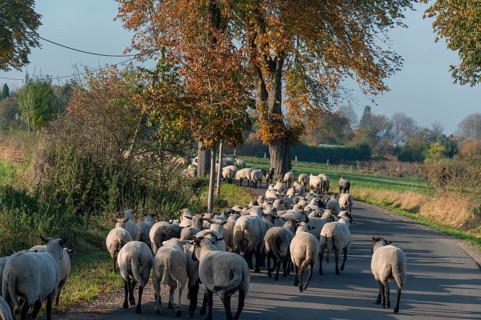 Moving black-headed sheep (Ovis gmelini aries) to another pasture, Mecklenburg-Western Pomerania,