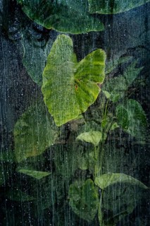Plants and green leaves behind glass in greenhouse, structure, background, flora, art, texture,