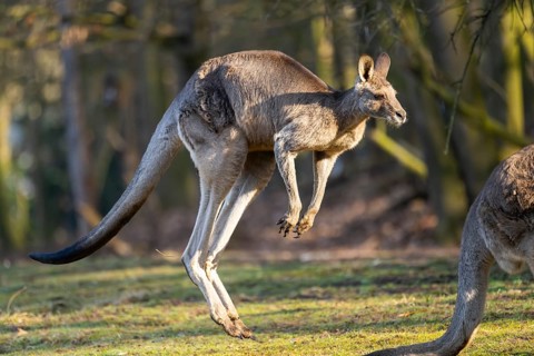 Eastern Gray Kangaroo (Macropus giganteus) jumping on a meadow, captive, occurance Australia,
