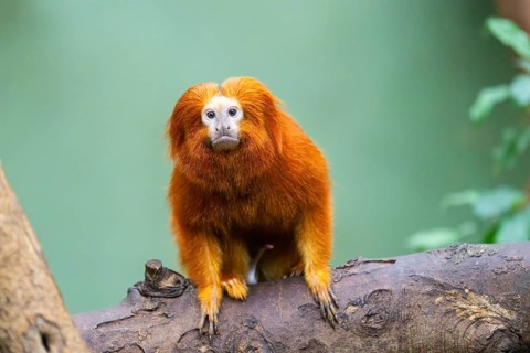 Golden lion tamarin (Leontopithecus rosalia), climbing on a tree, captive, Germany, Europe