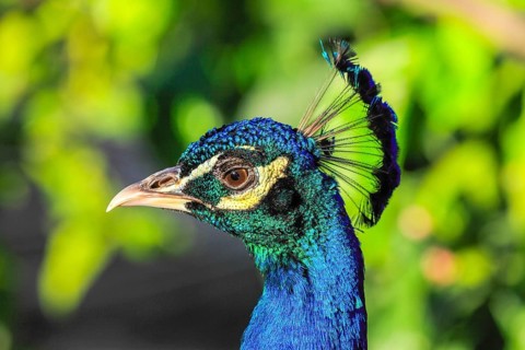 Peacock, Corfu, Ionian Islands, Greece, Europe