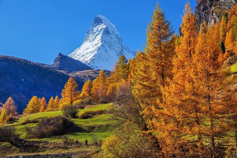 Matterhorn 4478m with golden yellow larches in autumn, Zermatt, Mattertal, Valais, Switzerland,