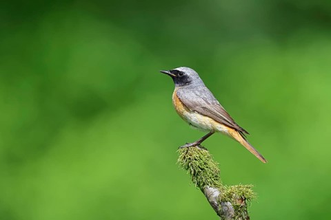 Redstart (Phoenicurus phoenicurus), male on a moss-covered branch, songbird, wildlife, Siegerland,