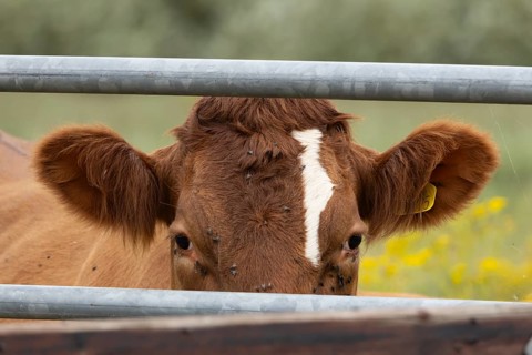 Domestic cattle or cow (Bos taurus) adult farm animal looking through a metal gate, England, United