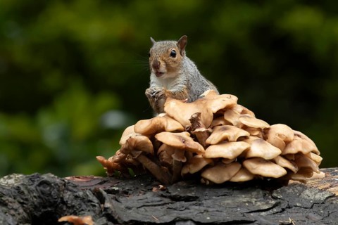 Grey squirrel (Sciurus carolinensis) adult animal feeding on fungi on a fallen tree branch in the