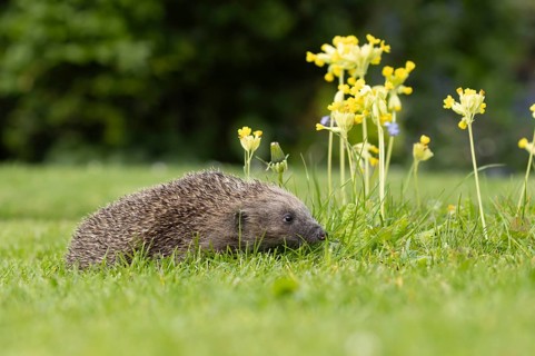 European hedgehog (Erinaceus europaeus) adult animal on a garden grass lawn with Cowslip flowers in