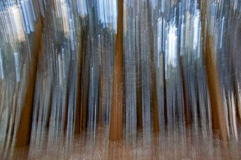 Winter, trees with hoarfrost in the forest, distorted, Baden-Würtemberg, Germany, Europe