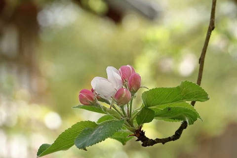 Apple blossoms (Malus), red still closed blossoms and white open blossom with bokeh in the