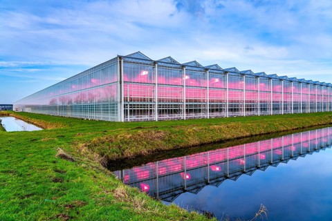 Large greenhouses for cucumbers and strawberries, over 10 hectares, the plants are artificially