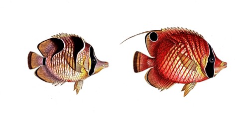 Fish, fish, left: genus butterflyfish, Chaetodon falcula, the Sickle-Chetodon. right, genus