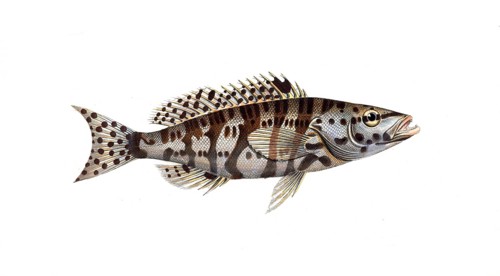 Fish, Fish, Genus of Hussar Fish, Holocentrus tigrinus, the checkered Sogo, the checkered
