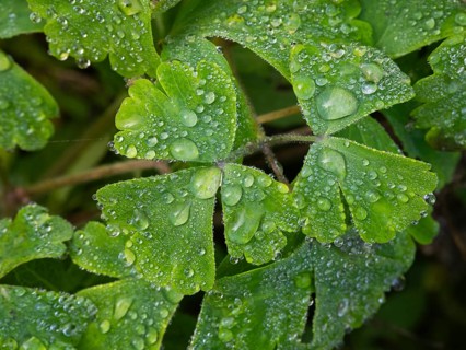 Water droplets on a garden Geranium plant leaves, Hesse, Germany, Europe