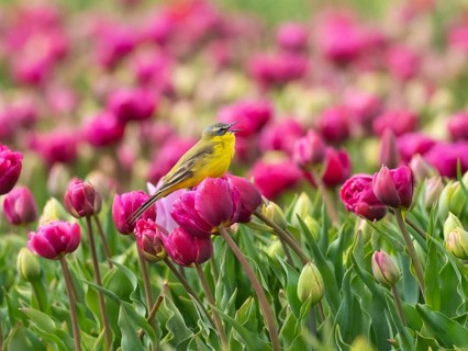 Yellow Wagtail (Motacilla flava) adult male sitting on a tulip flower, singing, surrounded by a