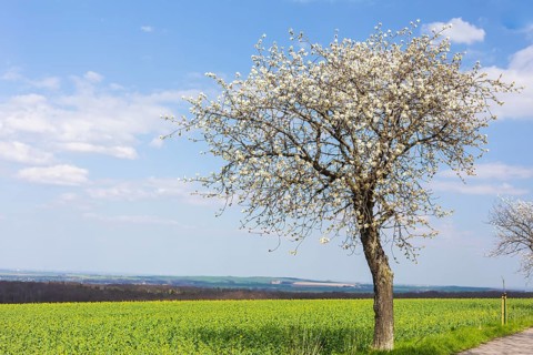 Cherry tree (prunus) in blossom next to an almost flowering rape field (brassica napus), Collm,