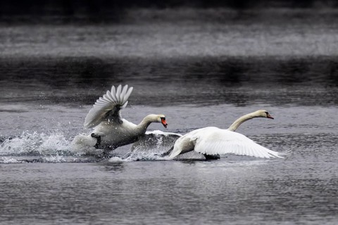 Two swans racing across the water in an aggressive posture, wings raised, Mute Swan, (cygnus olor),