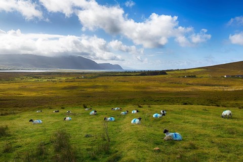 Blue-marked sheep (Ovis aries) in a meadow, coastline on the horizon, Slievemore, Acaill, Achill