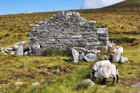 Sheep grazing in front of a ruined stone house in a meadow, abandoned village, settlement near