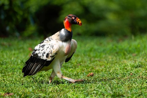 King vulture (Sarcoramphus papa), cock, vulture birds (Aegypiinae), Laguna del Lagarto Lodge,