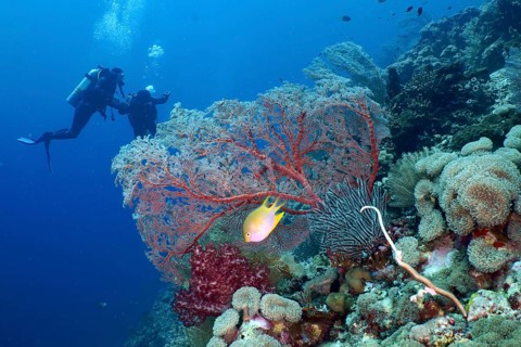 Divers explore reef with red knot fan (Melithaea ochracea), other soft corals and fish in tropical