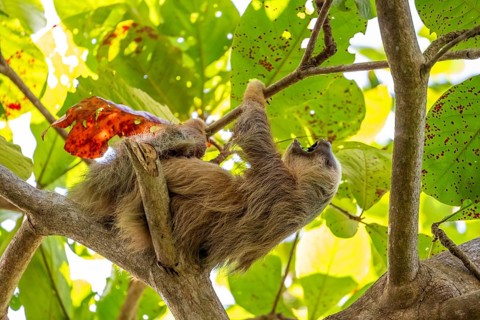 Hoffmann's two-fingered sloth (Choloepus hoffmanni) on a branch, yawning, Cahuita National Park,