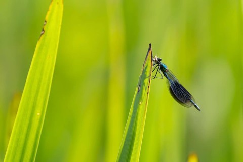 Banded demoiselle damselfly (Calopteryx splendens) adult male insect feeding on a small insect on a