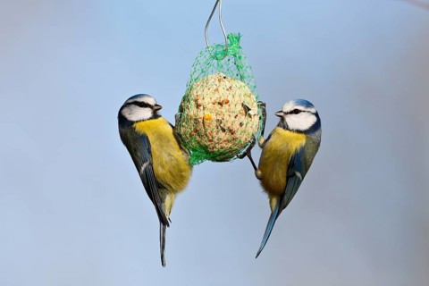 Blue tit (Cyanistes caeruleus, syn.: Parus caeruleus), two birds at a tit dumpling, winter feeding