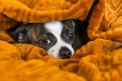 Small Chihuahua dog lying cosily wrapped in a brown blanket, Germany, Europe