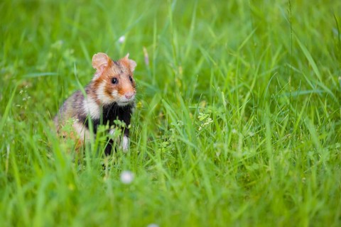 A European hamster (Cricetus cricetus), Eurasian hamster, black-bellied hamster or common hamster,