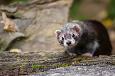 A young male ferret (Mustela putorius furo) sits at a dead branch of a tree, looking around