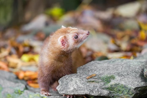 A male ferret (Mustela putorius furo) stands on rocky terrain behind a little rock