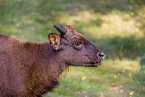 Portrait of a young female Gaur (Bos gaurus gaurus) on a green meadow