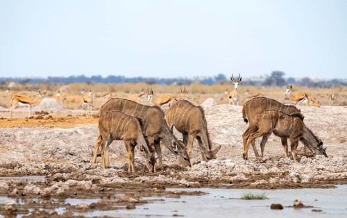 Greater kudu (Tragelaphus strepsiceros), group, drinking at waterhole, Nxai Pan National Park,