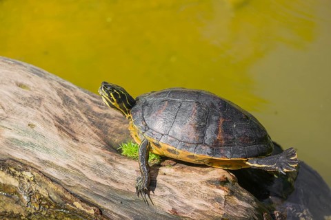 A yellow-bellied slider (Trachemys scripta) rests on a rotting log lying in the water of a pond